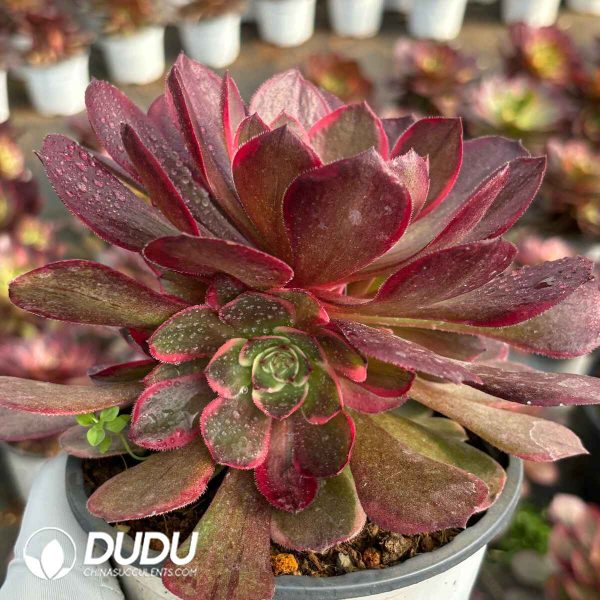 [RTS]Aeonium Pink Flower Demon - Image 2