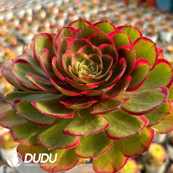 [RTS]Aeonium Night Banquet - Image 2