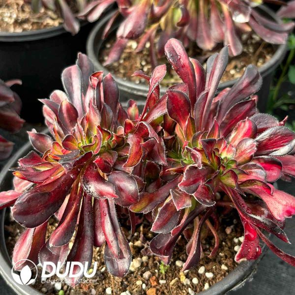 [RTS]Aeonium Flower Butterfly Cristata - Image 2