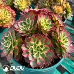 [RTS]Aeonium Sea Fairy Clustering - Image 2