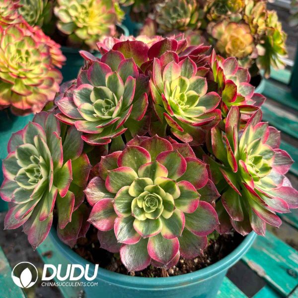 [RTS]Aeonium Sea Fairy Clustering - Image 2