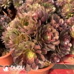 [RTS]Aeonium Qingcheng Spots Clustering - Image 2
