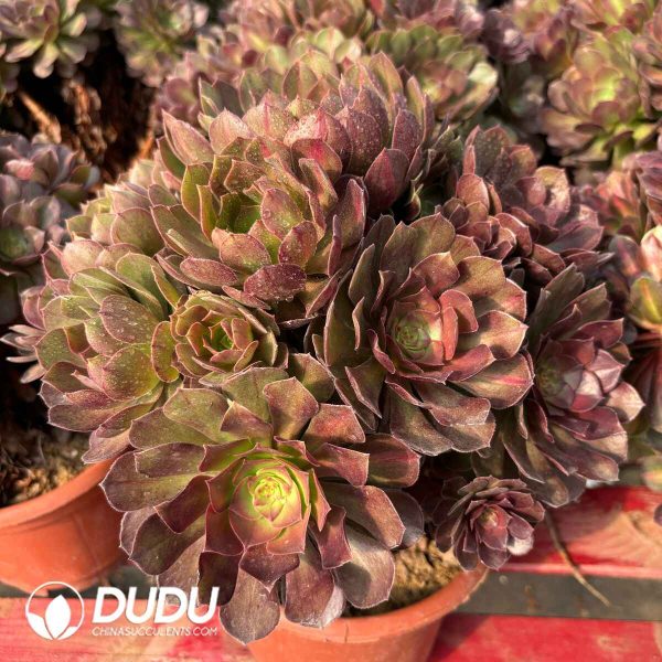 [RTS]Aeonium Qingcheng Spots Clustering - Image 2