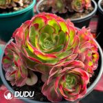 [RTS]Aeonium Good Fortune Clustering - Image 2