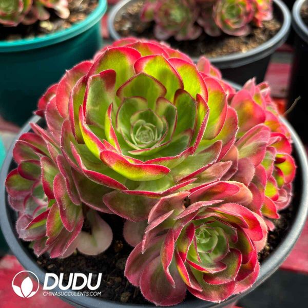 [RTS]Aeonium Good Fortune Clustering - Image 2