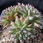 Pachyphytum Dark Pattern Clustering - Image 2