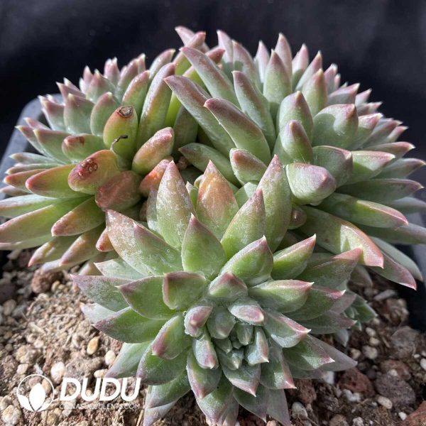 Pachyphytum Dark Pattern Clustering - Image 2
