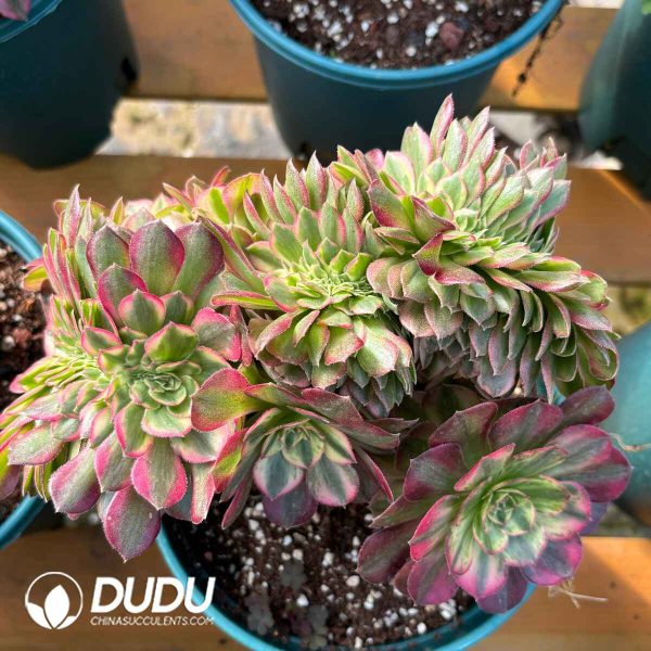 [RTS]Aeonium Dragon Fruit Cristata - Image 2