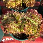 [RTS]Aeonium Peacock Feather Cristata - Image 2