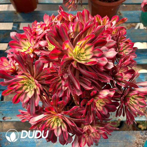 [RTS]Aeonium Red Copper Clustering - Image 2