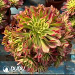 [RTS]Aeonium Bingtong Clustering - Image 2