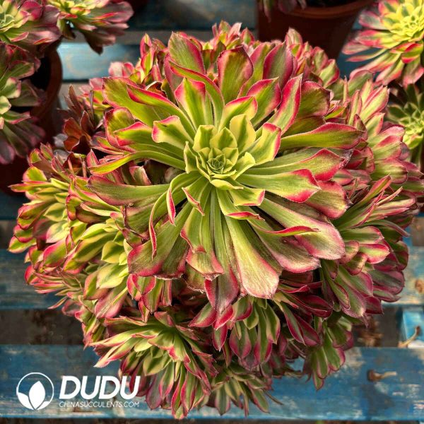 [RTS]Aeonium Bingtong Clustering - Image 2