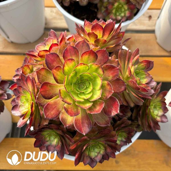 [RTS]Aeonium Koi Clustering - Image 2