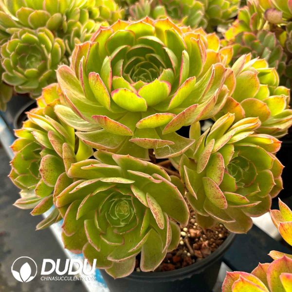[RTS]Aeonium Pink Flower Demon Clustering - Image 2