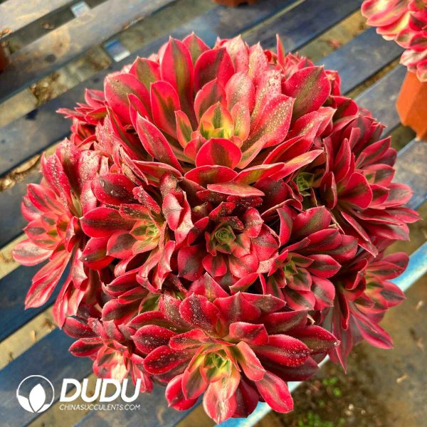 [RTS]Aeonium Heartthrob Clustering - Image 2