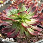 [RTS]Aeonium Rouge Water Powder - Image 2