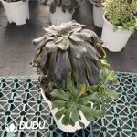 [RTS]Aeonium Ink Painting Clustering - Image 2