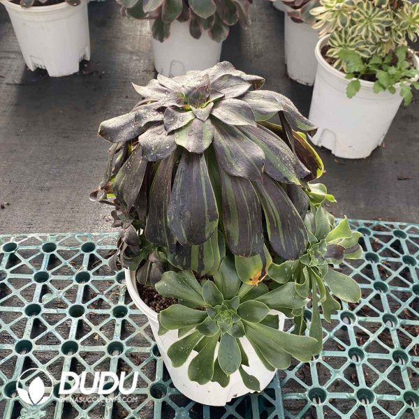 [RTS]Aeonium Ink Painting Clustering - Image 2