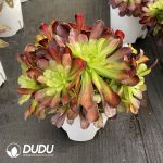 [RTS]Aeonium The River All Red Clustering - Image 2