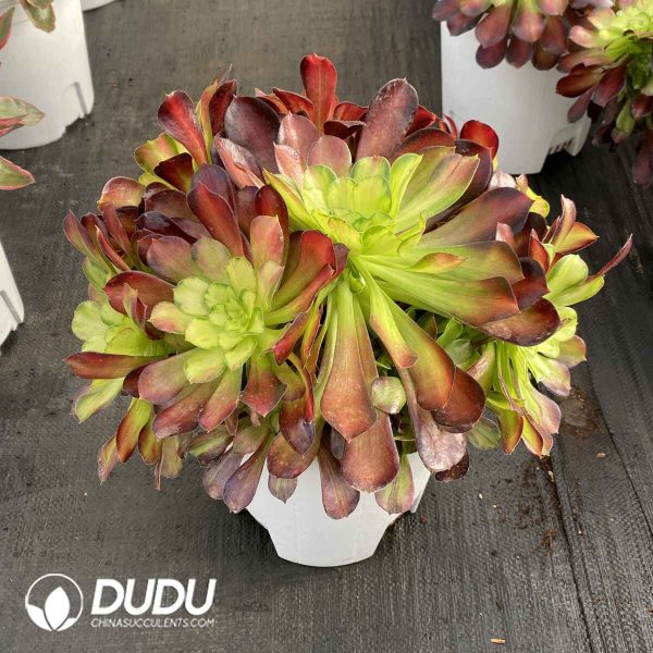 [RTS]Aeonium The River All Red Clustering - Image 2