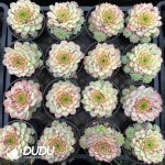 Echeveria National Beauty - Image 2