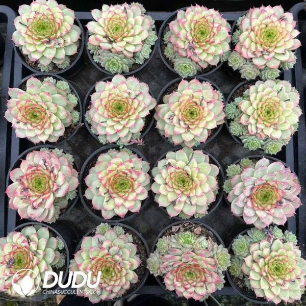 Echeveria National Beauty - Image 2