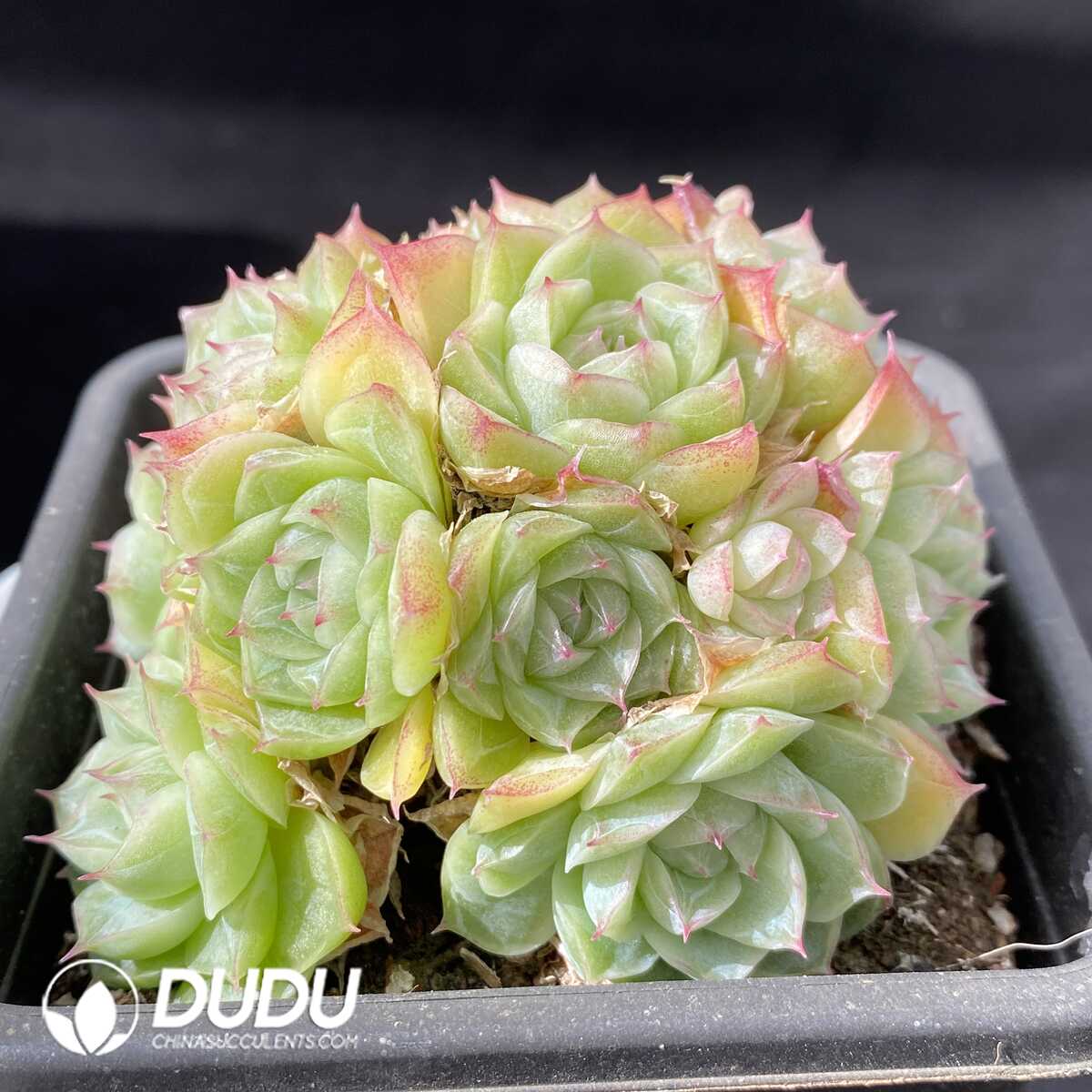 Echeveria Pandora Clustering – Dudu Wholesale Rare Live Succulents ...