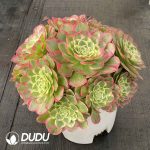 [RTS]Aeonium Moon Upon The Water Clustering - Image 2