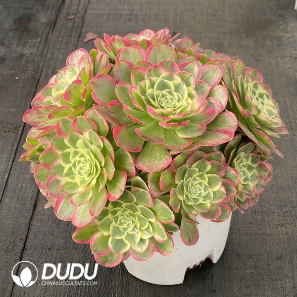 [RTS]Aeonium Moon Upon The Water Clustering - Image 2