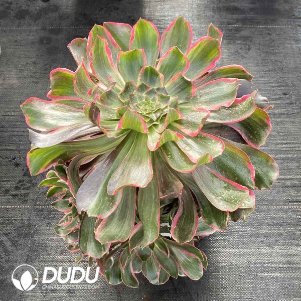 [RTS]Aeonium Eye of Demon Clustering - Image 2