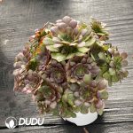 [RTS]Aeonium Vibrant Autumn Color Clustering - Image 2