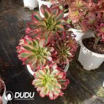 [RTS]Aeonium Phantom Clustering - Image 2