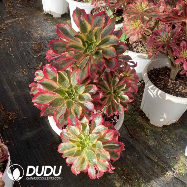 [RTS]Aeonium Phantom Clustering - Image 2