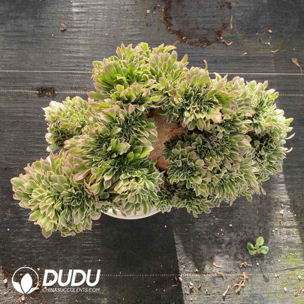 [RTS]Aeonium White Phoenix Cristata - Image 2