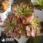 Aeonium Phantom Clustering - Image 2