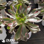 [RTS]Aeonium Eye of Demon - Image 2