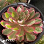 [RTS]Aeonium Sakura - Image 2