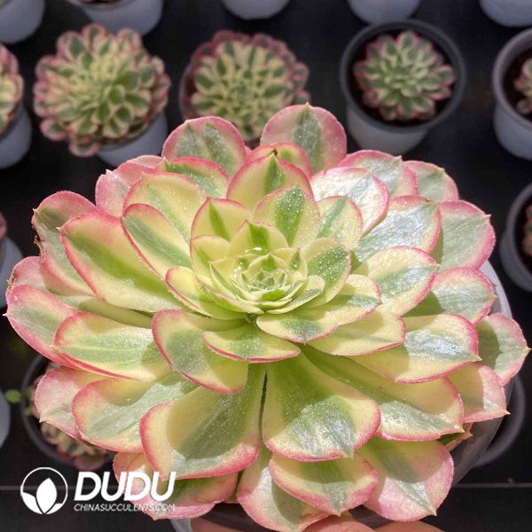 [RTS]Aeonium Pink Jade Lotus - Image 2