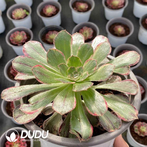 [RTS]Aeonium Silky Variegated - Image 2