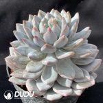 Echeveria Pinellia Ternata - Image 2