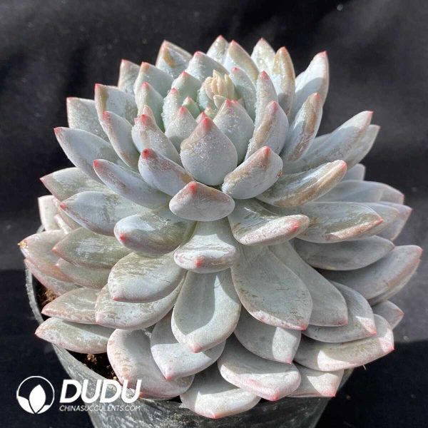 Echeveria Pinellia Ternata - Image 2