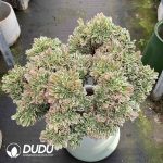 [RTS]Aeonium White Phoenix Cristata - Image 2