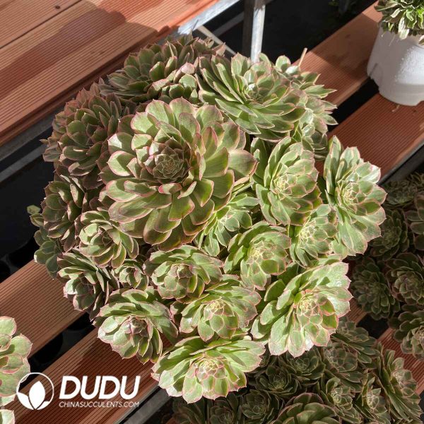 [RTS]Aeonium Pink Flower Demon Clustering - Image 2