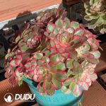 [RTS]Aeonium Red Cat Clustering - Image 2