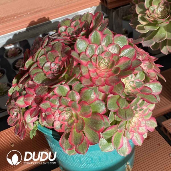 [RTS]Aeonium Red Cat Clustering - Image 2