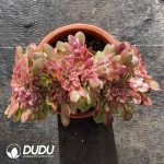 [RTS]Aeonium Sea King Variegated Cristata - Image 2