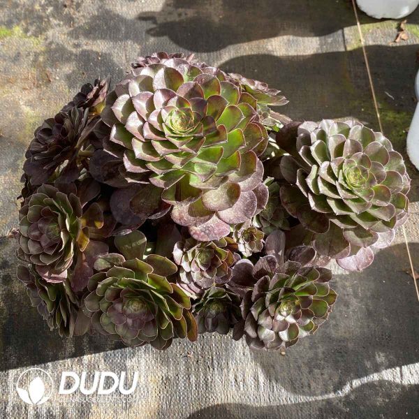 [RTS]Aeonium Black Ink Clustering - Image 2