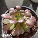 [RTS]Aeonium Vibrant Autumn Color with Pups - Image 2