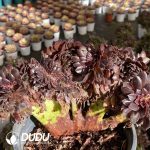 [RTS]Aeonium Black Beauty Cristata - Image 2
