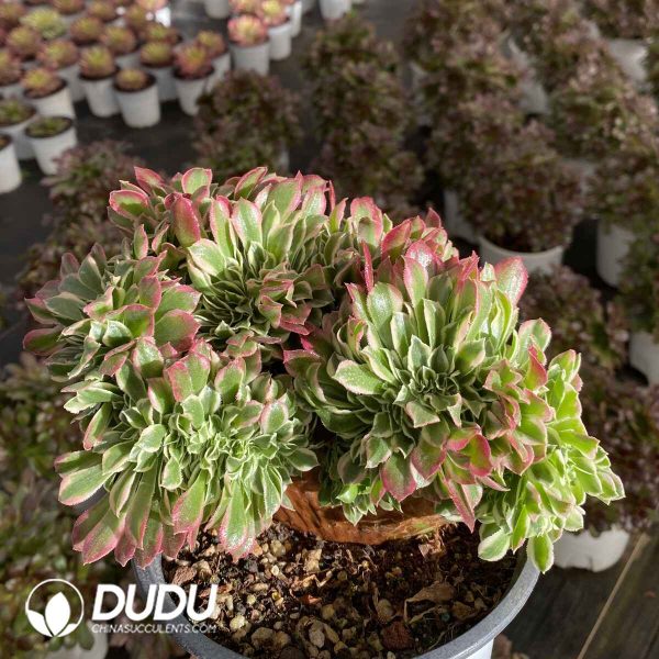 [RTS]Aeonium Pebble Rain Cristata - Image 2